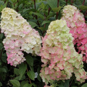 Hortensja bukietowa (Hydrangea) Sundae Fraise c2 50-70cm