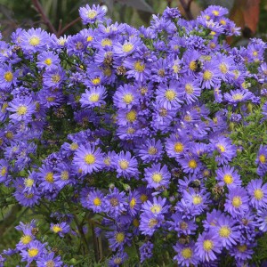 Aster nowobelgijski (Aster novi-belgii) Island Barbados sadzonka