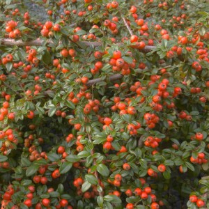 Irga rozesłana "Queen of Carpets" (Cotoneaster procumbens) c2 30-40 cm