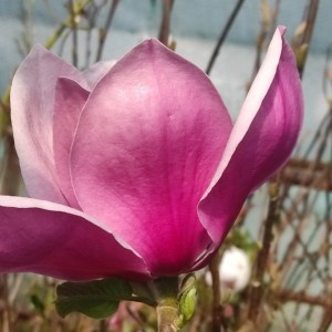 Magnolia (Magnolia) Red As Red c1,5 120-180 cm