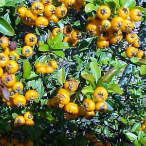 Ognik szkarłatny (Pyracantha coccinea) Teton c2 30-40cm