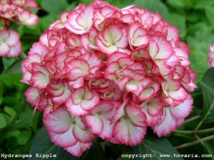 hortensja - seria Hovaria - Hydrangea Ripple