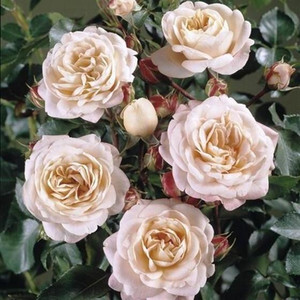 Róża rabatowa Carcassonne jasnoróżowa c4 60-70cm