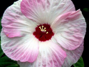 hibiskus bylinowy Nippon Blush Hibiscus moscheutos poj. 2-litr.