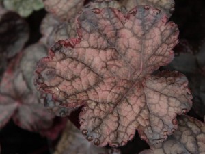 żurawka - Heuchera Magnum