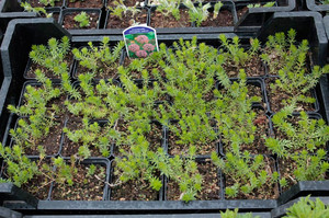 Kozłówka długoszyjkowa (Crucianella, Phuopsis stylosa) sadzonka