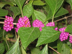 Pięknotka Bodiniera (Callicarpa bodinieri) Profussion c3 180cm