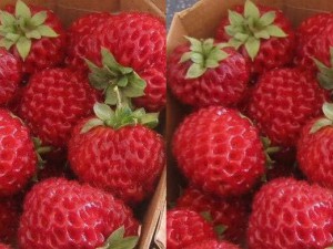 Truskawka malinowa - Fragaria Frameberry