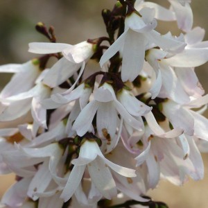 Abeliofylum koreańskie - biała forsycja (abeliophyllum distichum) c5 50-70cm