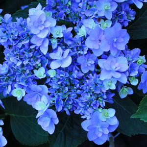 Hortensja ogrodowa (Hydrangea) Forever Blue You and Me sadzonka