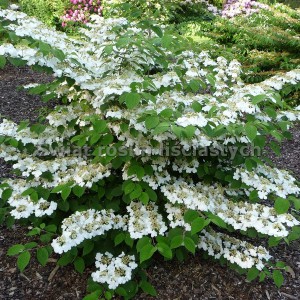 kalina japońska Summer Snowflake pagodowa (Viburnum plicatum) c2 70 cm