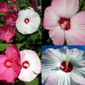 Hibiskus bylinowy (Hibiscus) Southern Belle sadzonka