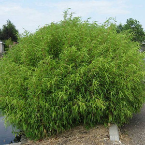 Bambus krzewiasty, paraslowaty (Fargesia murielae) c5 80-100cm