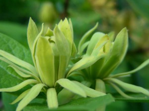 Kielichowiec wonny (Calycanthus floridus) Athens c5 40-60cm