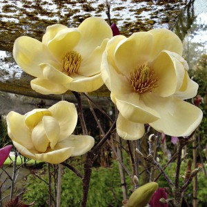Magnolia (Magnolia) Honey Tulip c5 40-55cm