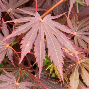 Klon Shirasawy (Acer shirasawum) Jasemin c3 70-90 cm