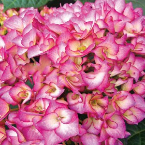 Hortensja ogrodowa (Hydrangea) Grafin Cosel c3 35-50cm
