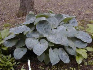 funkia - (Hosta) Gray Cole p9 sadzonka