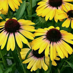 Jeżówka purpurowa (Echinacea) Rainbow Yellow sadzonka