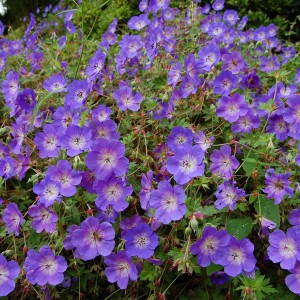 Bodziszek mieszańcowy (Geranium hybridum) Rozanne sadzonka
