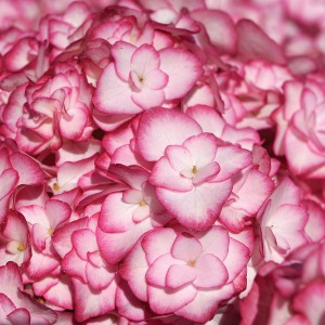 Hortensja ogrodowa (Hydrangea) Miss Saori c3 30-45cm