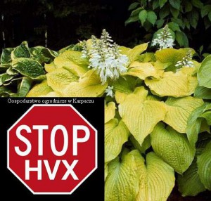 Funkia  (Hosta) Piedmont Gold c1