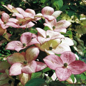 Dereń kousa (Cornus kousa) Satomi c1 80 cm