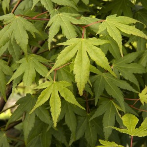 klon palmowy zielony (Acer palmatum) c3 130-160cm