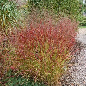 Proso rózgowate (Panicum virgatum) Rehbraun sadzonka
