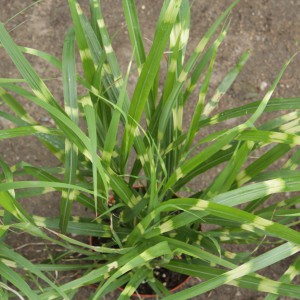 Miskant chiński (Miscanthus chinensis) Apache c1