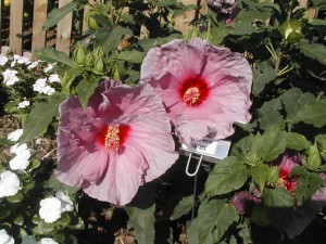 hibiskus bylinowy Fantasia Hibiscus moscheutos poj. 2-litr.