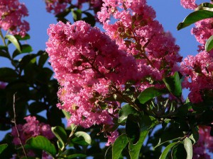 lagerstroemia - bez południa - kwitnie 120 dni wys.20-30 cm