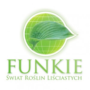 Funkia (Hosta) Autumn Frost p9 sadzonka