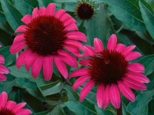 jeżówka purpurowa - Echinacea After Midnight