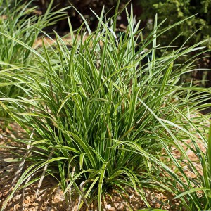 Trawa turzyca Morrowa (Carex morrowii) Ice Dance sadzonka