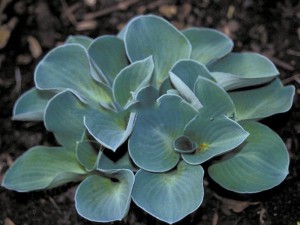 Funkia (Hosta) Blue Mouse Ears sadzonka