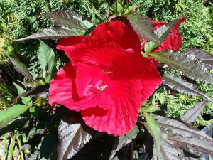 hibiskus bylinowy Midnight Marvel Hibiscus moscheutos poj 2-litr
