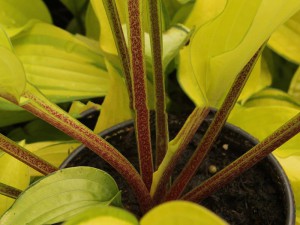 Funkia (Hosta) Fire Island sadzonka