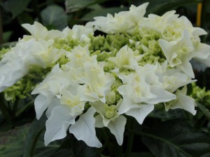 hortensja - seria Everbloom - Hydrangea Coco
