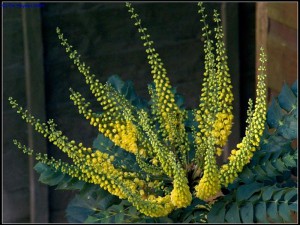 mahonia pierzasta Winter Sun