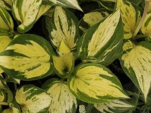 Funkia (Hosta) Revolution c2