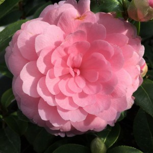 Kamelia japońska (Camelia japonica) E.G. Waterhouse  c2 80-90 cm