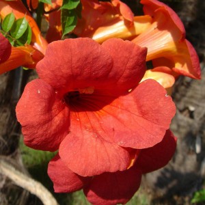 Milin amerykański (Campsis) Flamenco - roślina pnąca 70-80cm