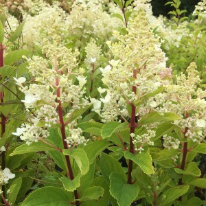Hortensja bukietowa (Hydrangea) Baby Lace c3 25-45cm