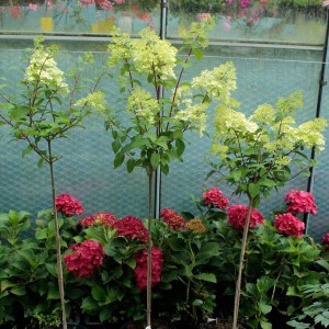 Hortensja bukietowa na pniu (Hydrangea) Diamantino 65-80cm