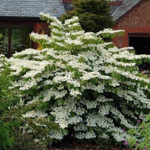 Kalina japońska (Viburnum plicatum) Mariesii p11 40cm