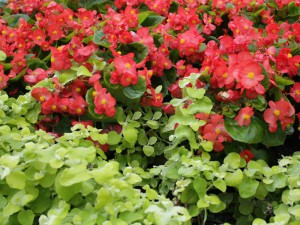Begonia stale kwitnąca (Begonia semperflorens) zestaw 12 sztuk