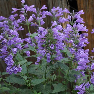 Kocimiętka (Nepeta racemosa) Blue Dragon sadzonka