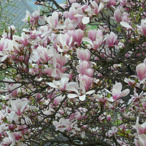 Magnolia pośrednia (Magnolia soulangeana) Amabilis c7,5 180-200cm