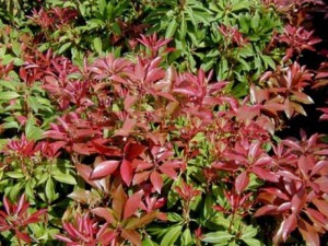 Pieris japoński (Pieris japonica) Little Heath Green